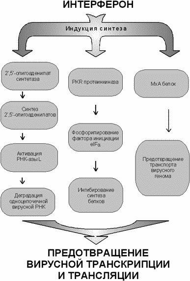 Схема антивирусных эффектов интерферона при HCV-инфекции